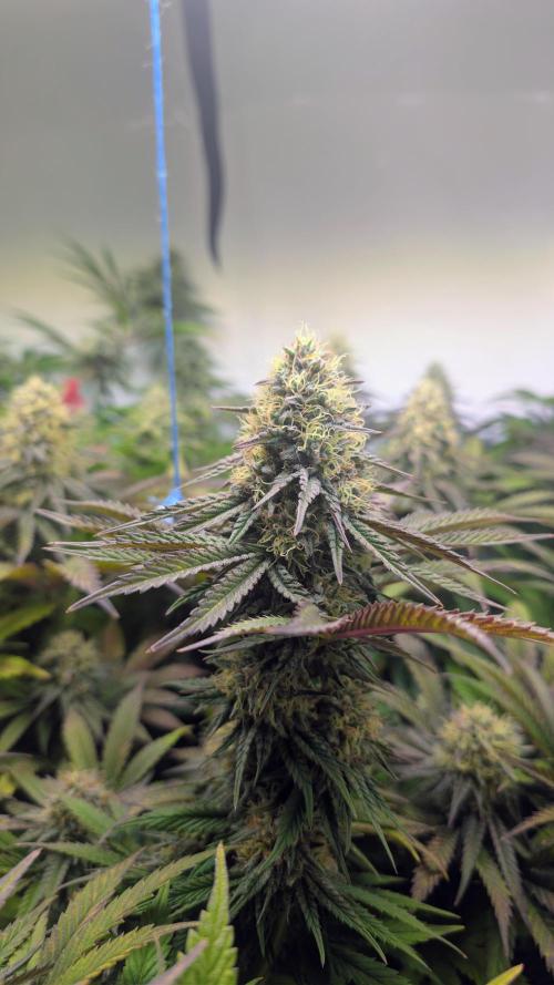 Blue Gem und White Gushers #33. Week 10 - Blue Gem 