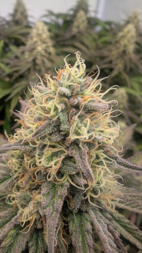 Blue Gem und White Gushers #33. Week 10 - Blue Gem 