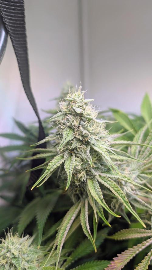 Blue Gem und White Gushers #33. Week 10 - White Gushers 33 