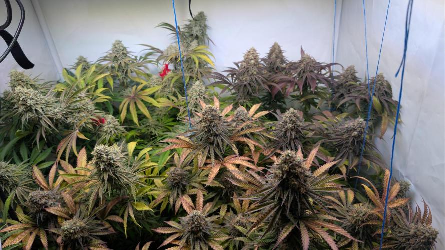 Blue Gem und White Gushers #33. Week 11 - Blue Gem 1 ist vorne, Blue Gem 2 rechts hinten