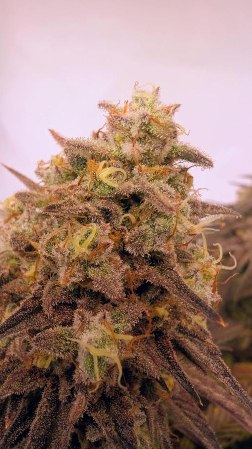 Blue Gem und White Gushers #33. Week 11