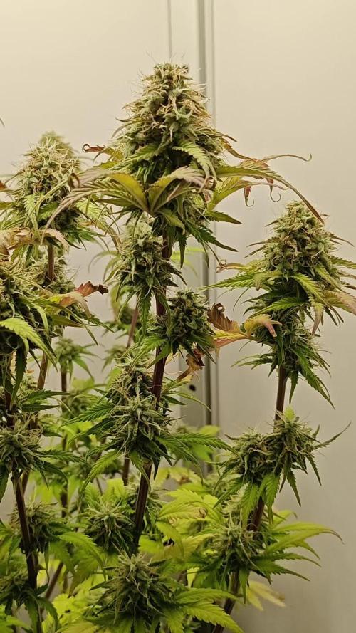 New Setup [Auto Trichome & Cream ]