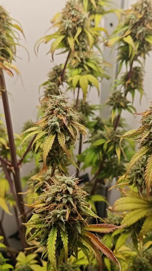 New Setup [Auto Trichome & Cream ]