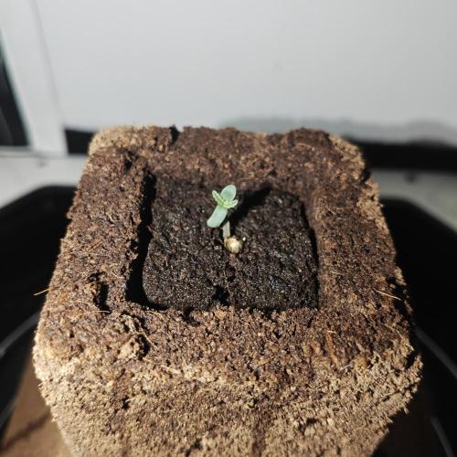 A100. Week 1