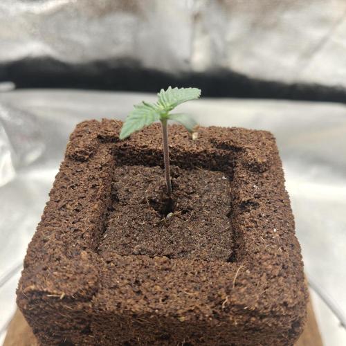 Purple Lemonade RF3. Week 1