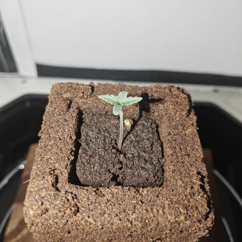 A100. Week 1