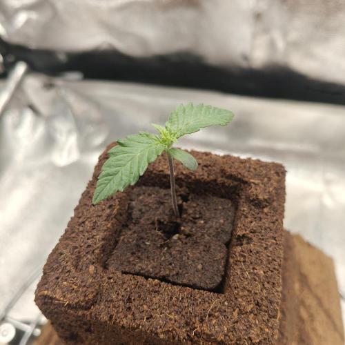 Purple Lemonade RF3. Week 1 - I have a feeling she will spurt real soon , I don't mind 😌