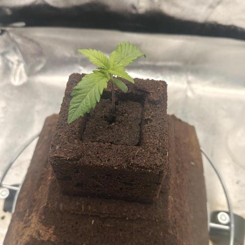 Purple Lemonade RF3. Week 1 - been a good rooting week 30/8 