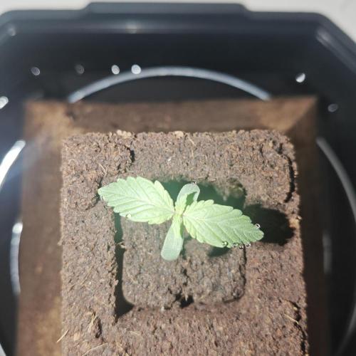 White Widow F1. Week 1 - 30/8