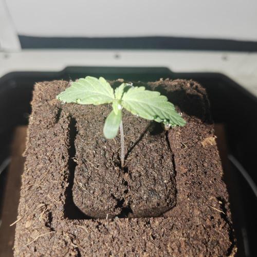 White Widow F1. Week 1