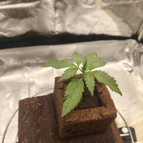 Purple Lemonade RF3. Week 2 - 2/9