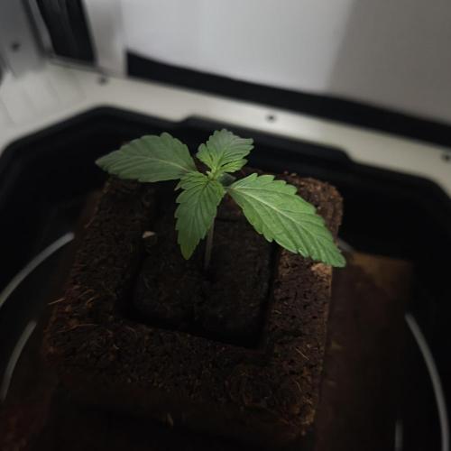 White Widow F1. Week 2 - 2/9 sorry for the dark photo was in a rush to work 😅