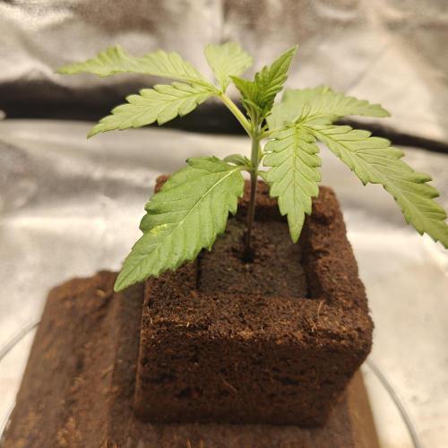 Purple Lemonade RF3. Week 2