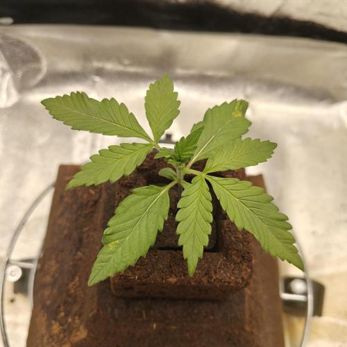 Purple Lemonade RF3. Week 2