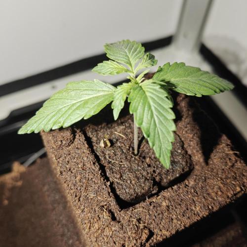White Widow F1. Week 2 - 3/9