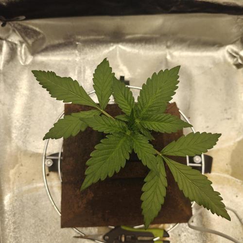 Purple Lemonade RF3. Week 3