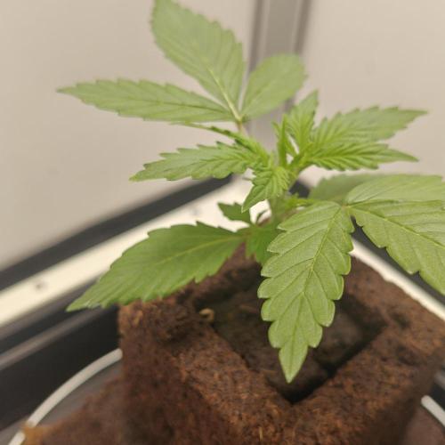 White Widow F1. Week 3