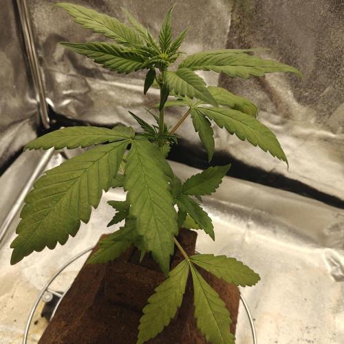 Purple Lemonade RF3. Week 4