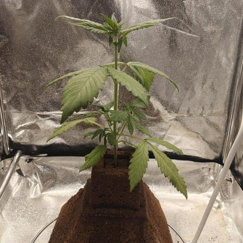 Purple Lemonade RF3. Week 4