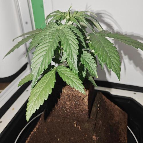 White Widow F1. Week 4