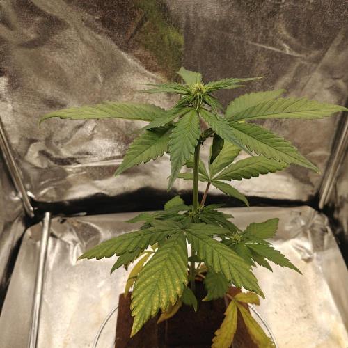 Purple Lemonade RF3. Week 4