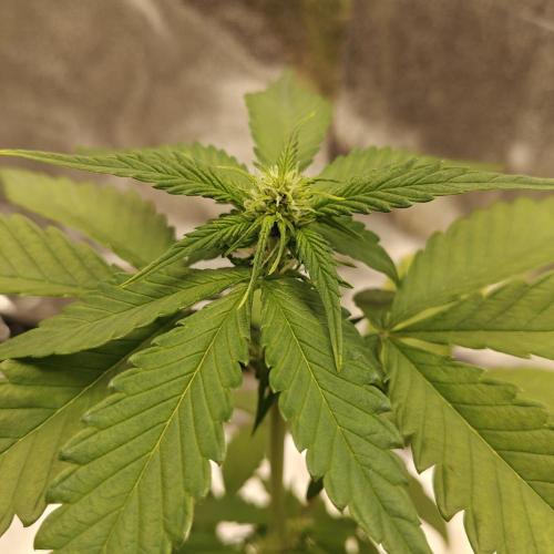 Purple Lemonade RF3. Week 4