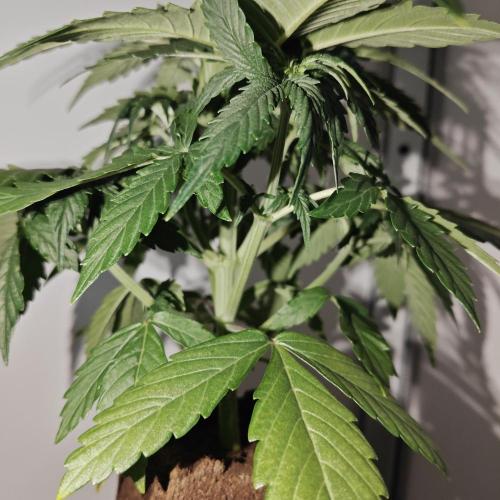 White Widow F1. Week 4