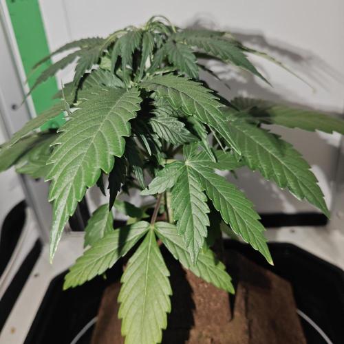 White Widow F1. Week 4