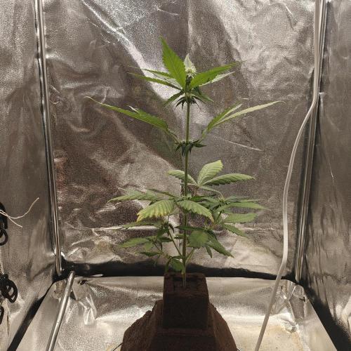 Purple Lemonade RF3. Week 5