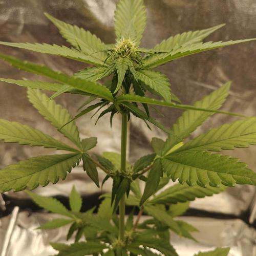 Purple Lemonade RF3. Week 5