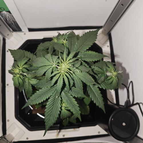 White Widow F1. Week 5