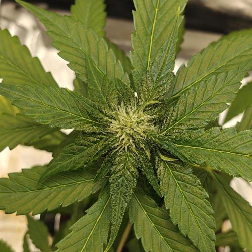 Purple Lemonade RF3. Week 5 - 2026-09-23