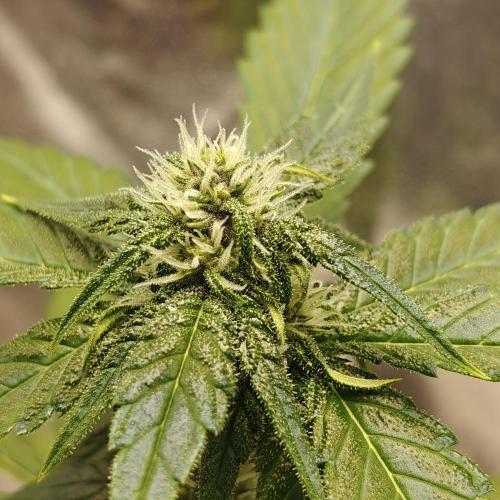 Purple Lemonade RF3. Week 5