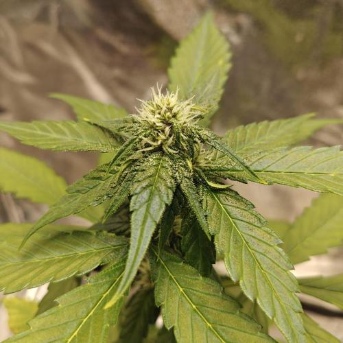 Purple Lemonade RF3. Week 5