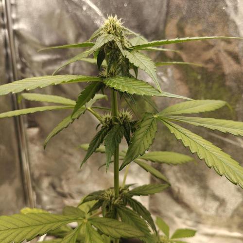 Purple Lemonade RF3. Week 5