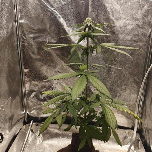 Purple Lemonade RF3. Week 5