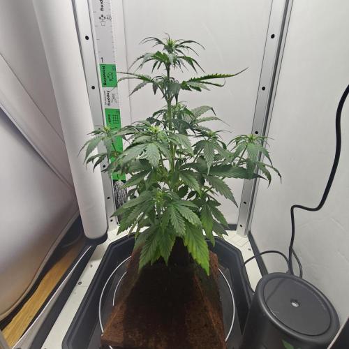 White Widow F1. Week 5 - 2026-09-23