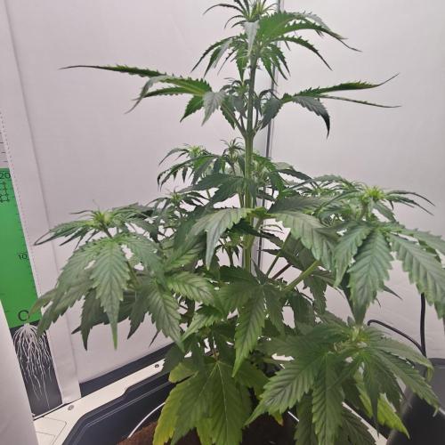 White Widow F1. Week 5 - 23/09