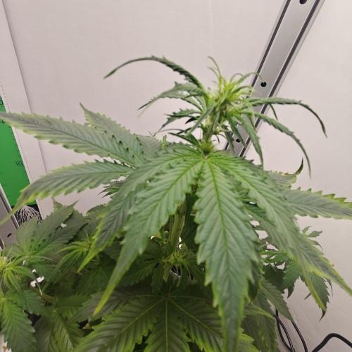 White Widow F1. Week 5 - 23/09