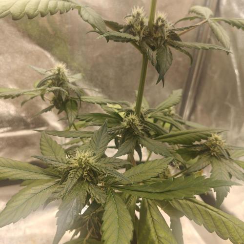 Purple Lemonade RF3. Week 6