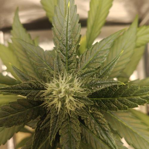 Purple Lemonade RF3. Week 6