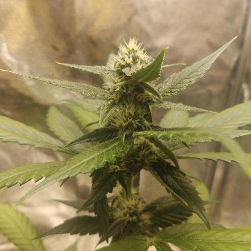 Purple Lemonade RF3. Week 6