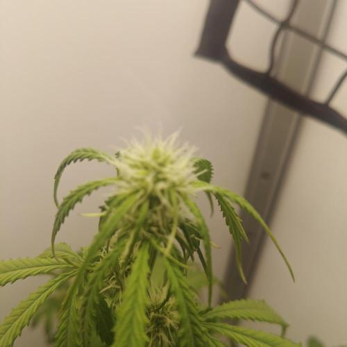 White Widow F1. Week 6