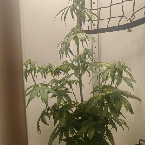 White Widow F1. Week 6