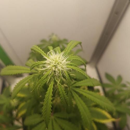 White Widow F1. Week 6