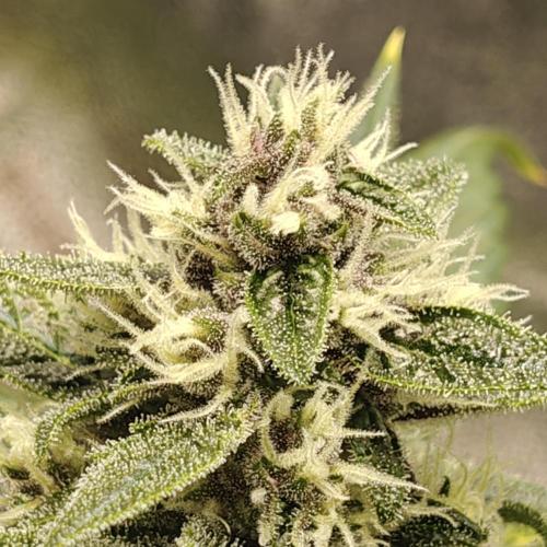 Purple Lemonade RF3. Week 7