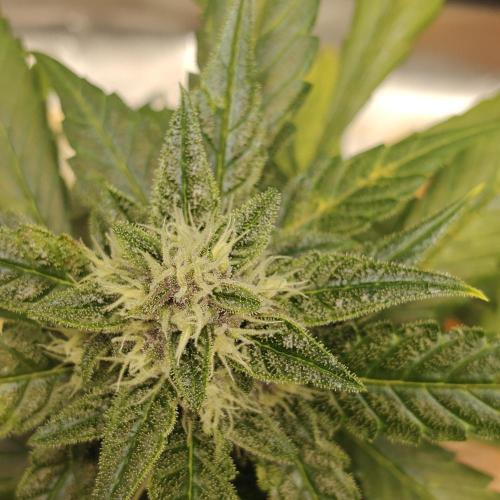 Purple Lemonade RF3. Week 7
