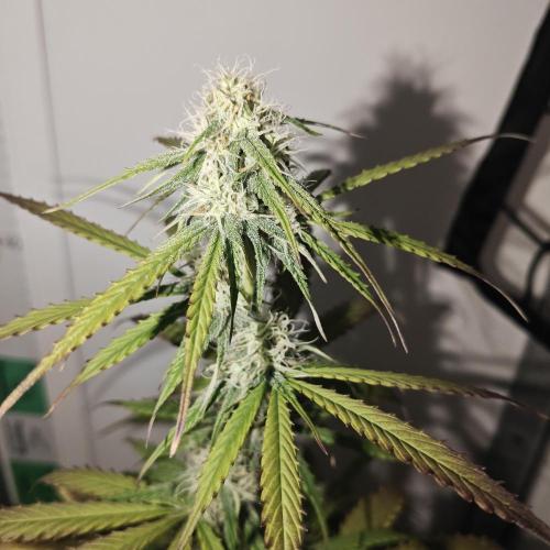 White Widow F1. Week 7
