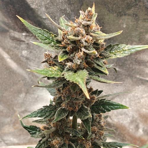 Purple Lemonade RF3. Week 9