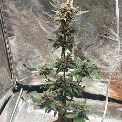Purple Lemonade RF3. Week 9